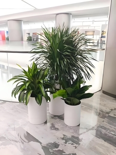 奉化绿化修剪哪家好